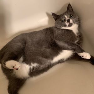 Meet your Posher, Joel